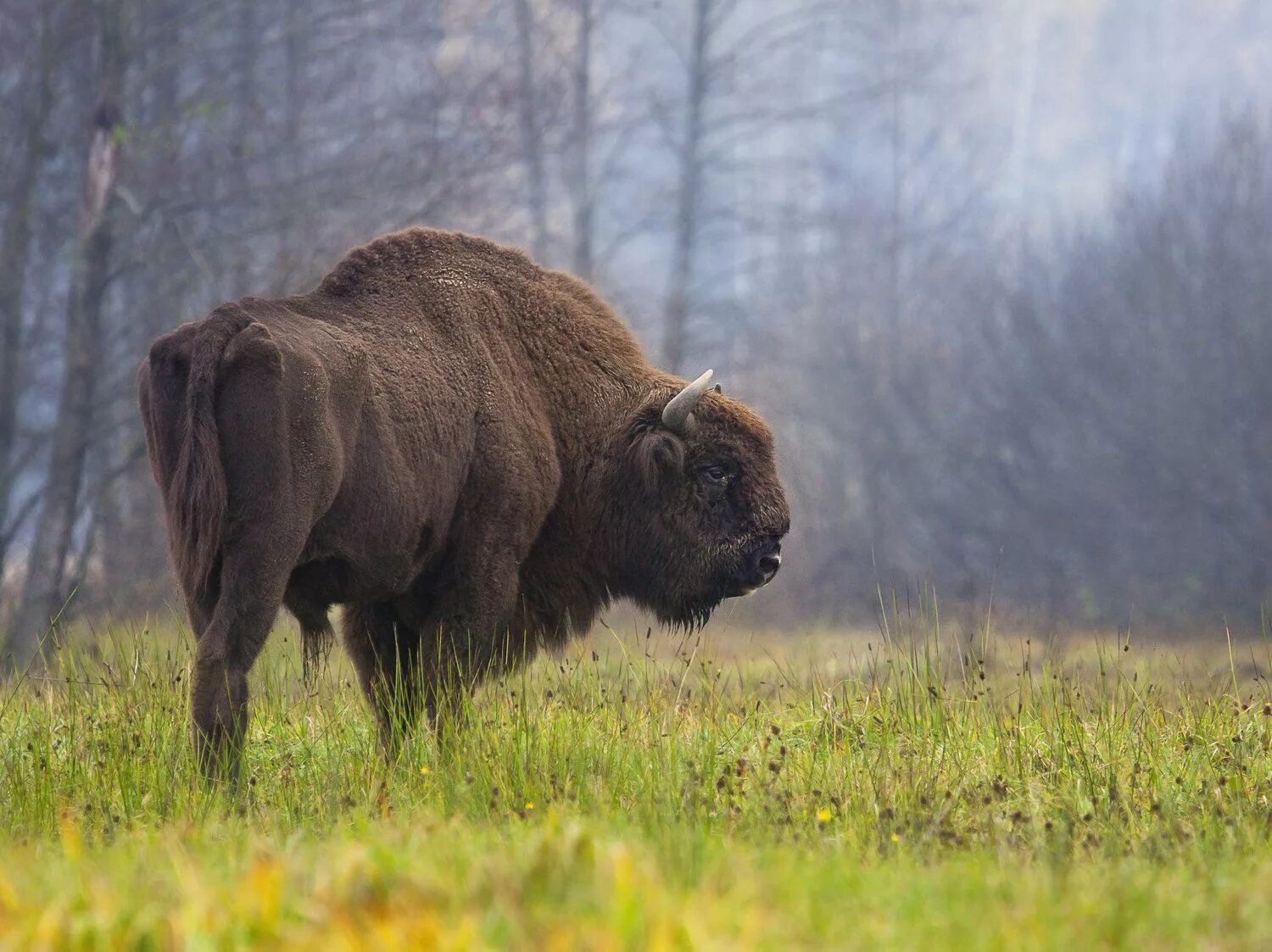 Бизон видео. Европейский ЗУБР. Bison bonasus. Европейский ЗУБР заповедники. Европейский ЗУБР красная книга.