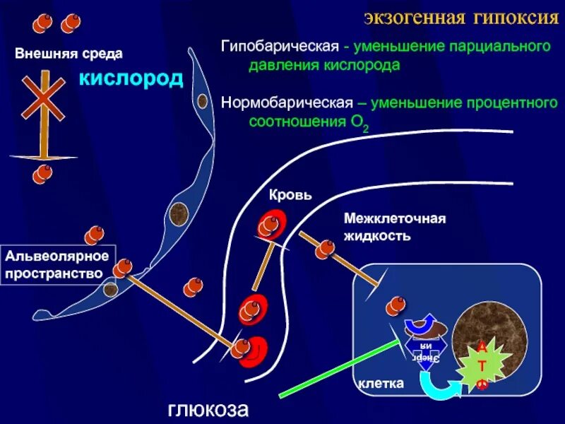 Экзогенный тип гипоксии. Гипобарическая гипоксическая гипоксия. экзогенная нормобарическая гипоксия. нормобарическая гипоксия механизмы развития. патогенез нормобарической гипоксии.