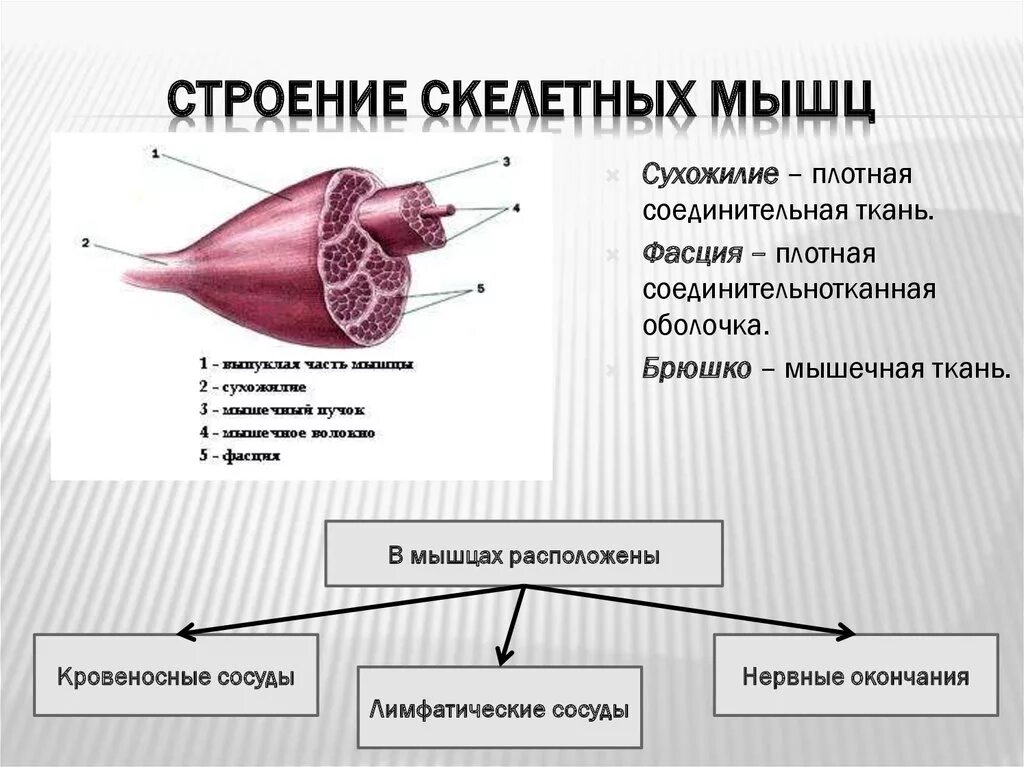 Строение скелетной мышцы схема. Строение скелетной мускулатуры схема. Строение и функции скелетных мышц рисунок. Внешнее строение и функции скелетных мышц. Структура и функция мышц