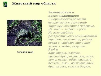 Почвенные зеленые водоросли гадюка обыкновенная