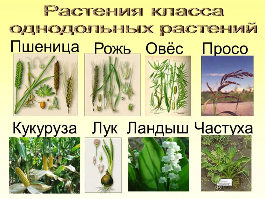 однодольные и двудольные растения примеры. двудол ные однодольные. однодольные и двудольные растения примеры растений. семейства однодольных и двудольных растений. признаки семейства однодольных.