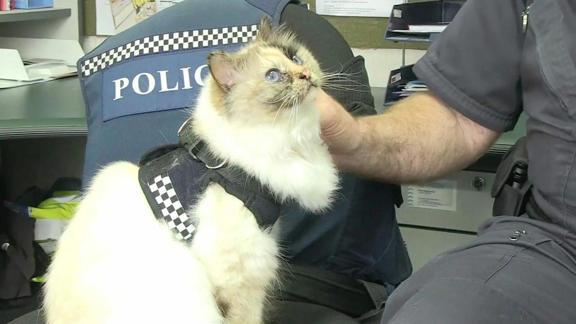 Кот охранник. Кошка охранник. Кот полицейский. Кошачья полиция. Служебные коты.