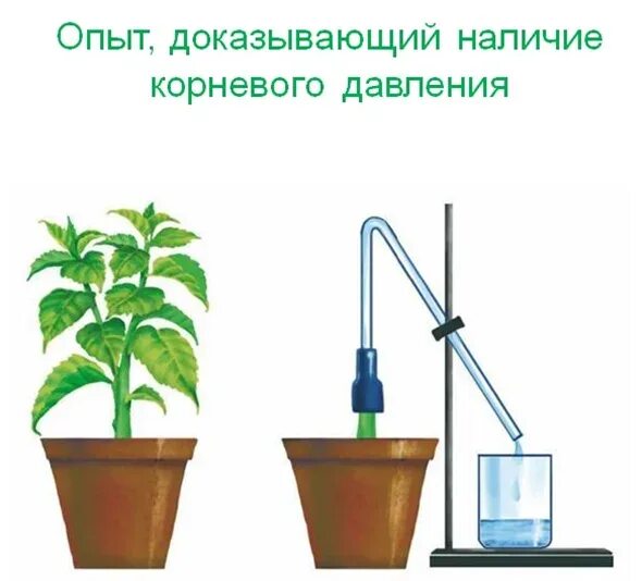 У какого растения корневое давление сильнее. Опыт корневого давления растений. Корневое давление у растений. Опыт доказывающий Корневое давление. Опыт показывающий наличие корневого давления.