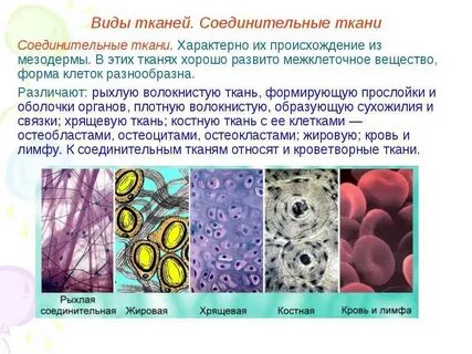 Какие компоненты тканей
