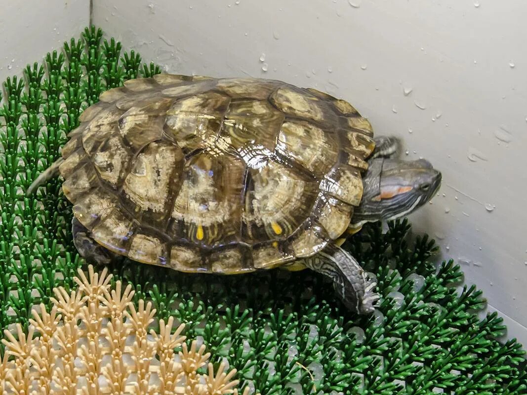 Черепаху зовут