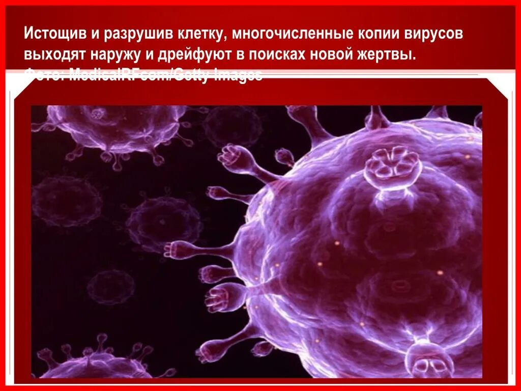 Вирус выходит из клетки. Вирусы гриппа разрушают клетку картинка. Разрушения клеток фото производство. Вирусы которые выходят из клеток, не разрушая их примеры. Разрушить вирус