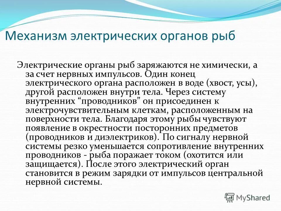 Электрические органы рыб. Электрический орган. Принцип работы электрических органов у рыб. Электри́ческие о́рганы.