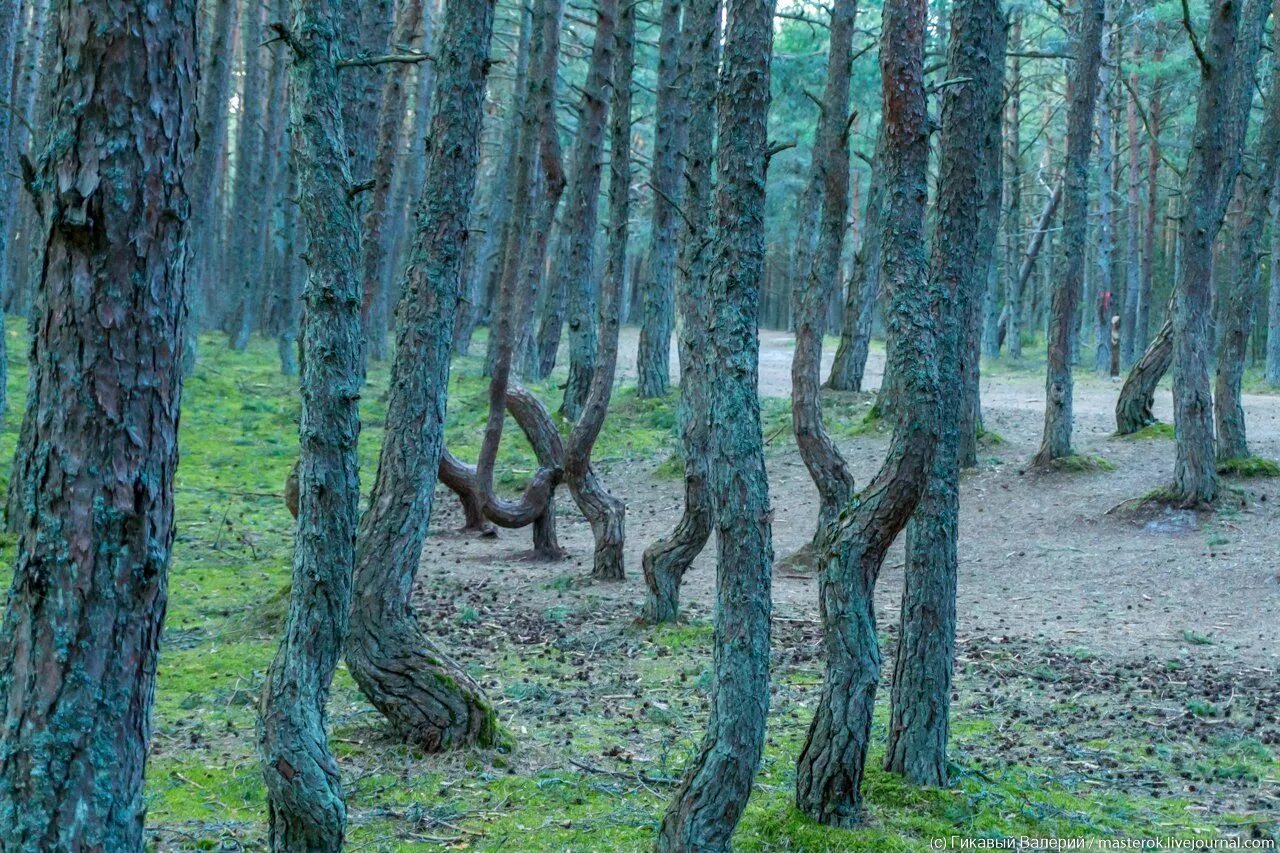 Пляшущий лес. Куршская коса Танцующий лес. Куршская коса Калининград Танцующий лес. Нерейский лес Куршская коса.