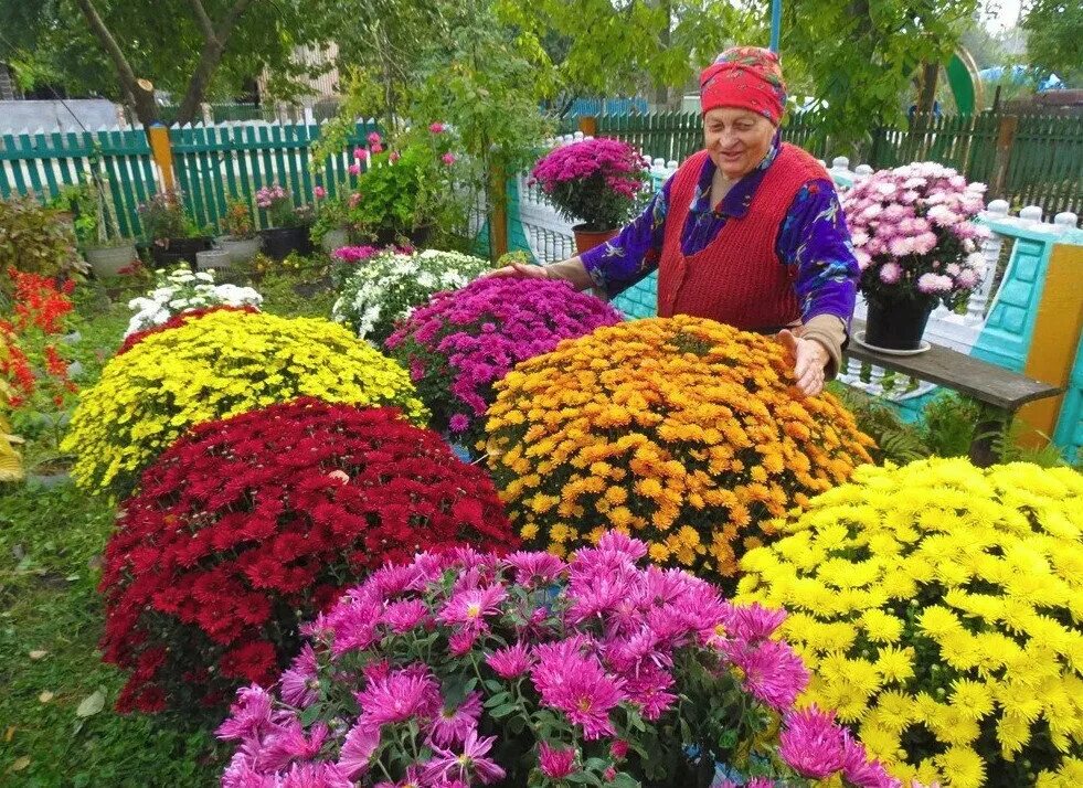 Хризантема мультифлора как сохранить. Хризантема мультифлора шаровидная. Хризантема шаровидная Садовая. Хризантемы садовые шаровидные мультифлора. Рассада хризантемы мультифлора.