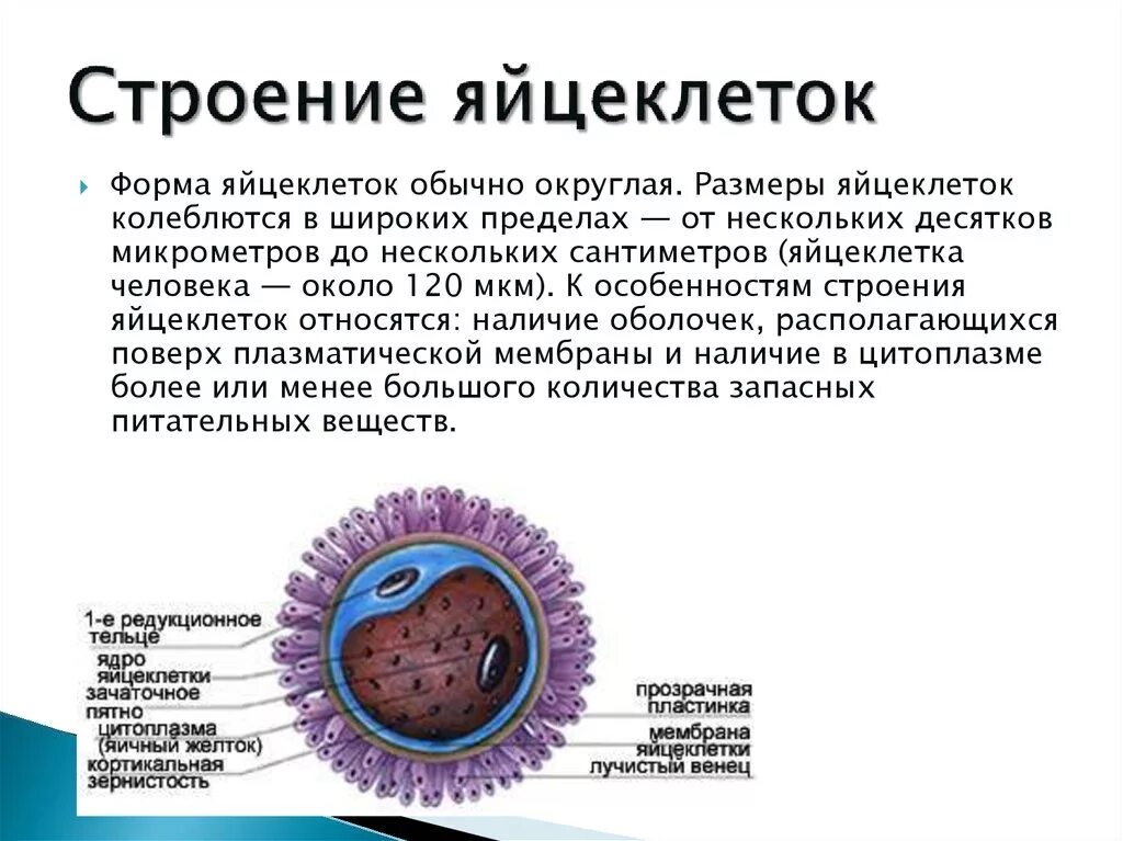 Представители каких классов позвоночных животных крупные яйцеклетки. Яйцеклетка 7 класс функции. Оболочка оплодотворения яйцеклетки. Строение яйцеклетки. Схема строения яйцеклетки.