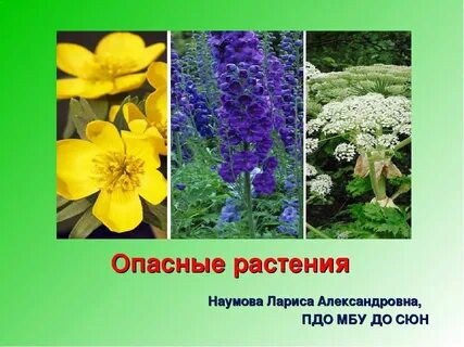Опасные травы