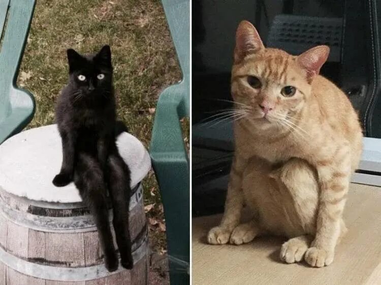 Почему кот странный. Кот сидит. кот странно сидит. сидячий кот. смешной кот сидит.