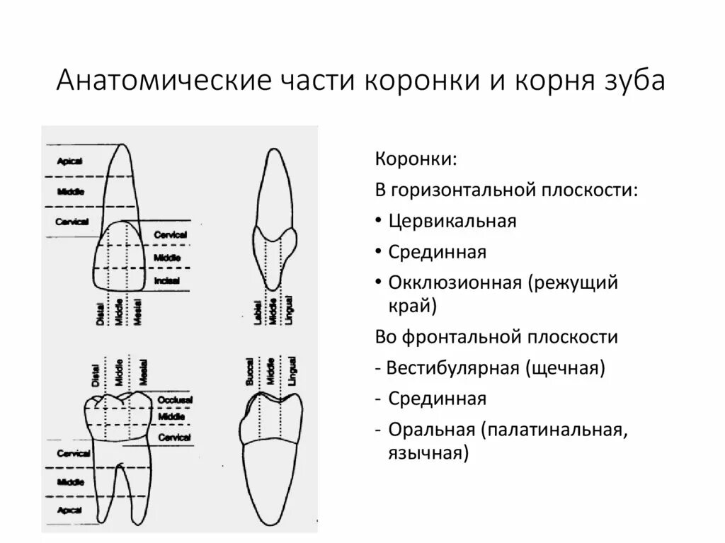 Длина коронки зуба. Средняя длина корневых каналов. Мезиодистальный размер зуба. Рабочая длина корневого канала определяется. Форма коронки медиального верхнего резца.