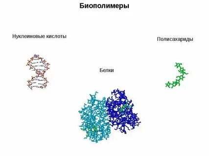 Биологические полимеры