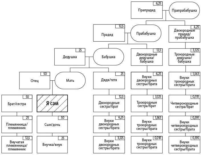 Схема родства. Дерево названий родственников. Четвероюродные родственники схема. Степени родства схема.