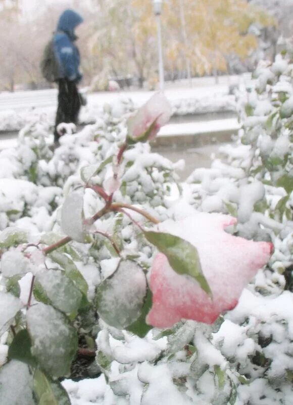 Розы на морозе. Белые розы на морозе. Розы Морозы Омск. Белые розы на морозе картинки.