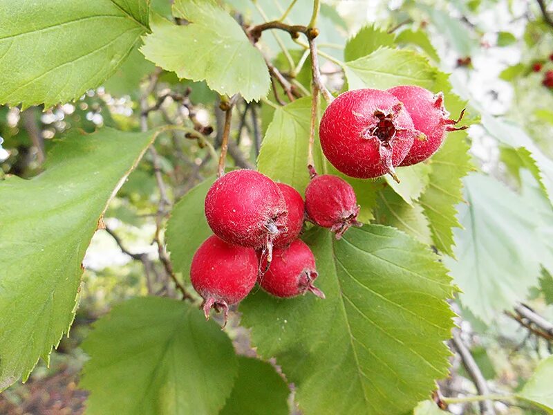 Боярышник арнольда описание. Боярышник Арнольда Crataegus arnoldiana. Боярышник крупноплодный «Арнольда». Боярышник обыкновенный крупноплодный. Боярышник садовый крупноплодный.