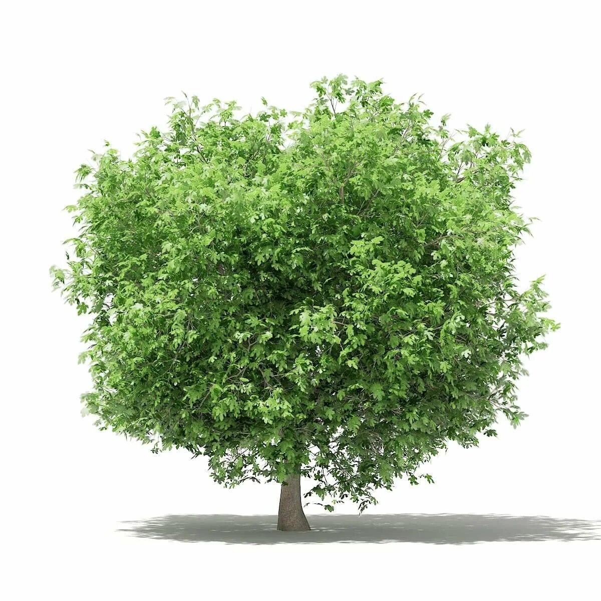 Tree 3