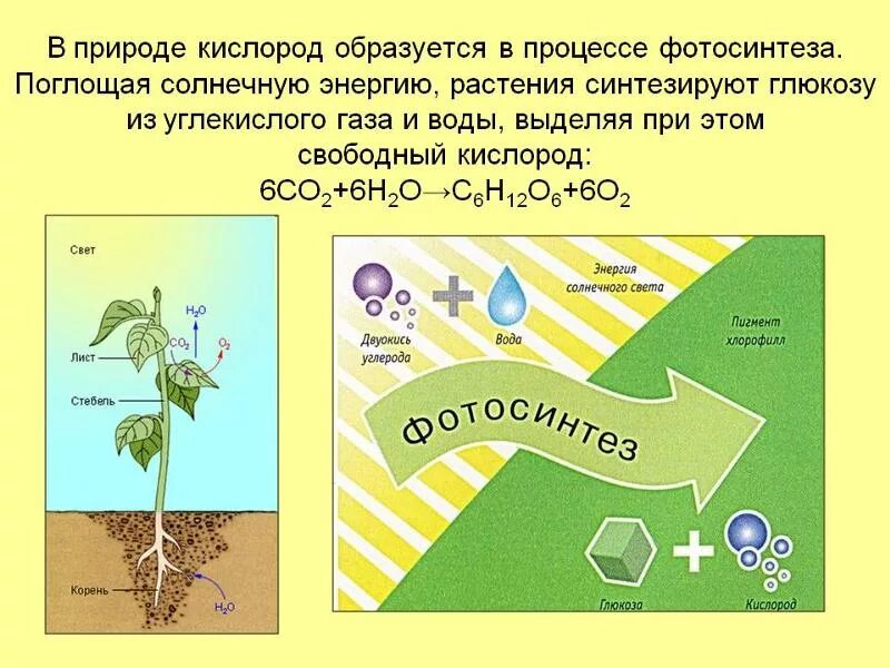 Глюкоза углекислый газ вода. В процессе фотосинтеза кислород образуется. Кислород при фотосинтезе образуется в процессе. Кислород в процессе фотосинтеза. Растения образуют кислород.