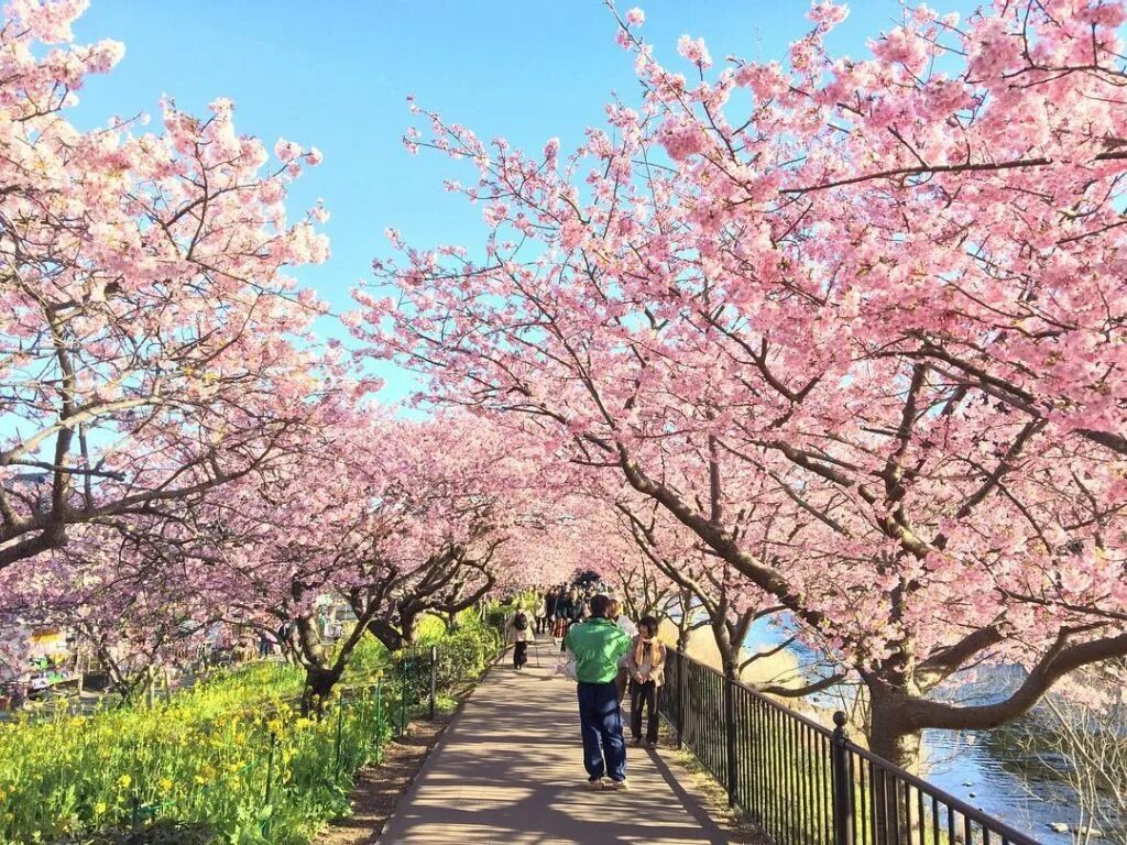 Автор сакуры. Япония весной Сидзуока цветение Сакуры. Период цветения Сакуры в Японии. Кавадзу Япония.