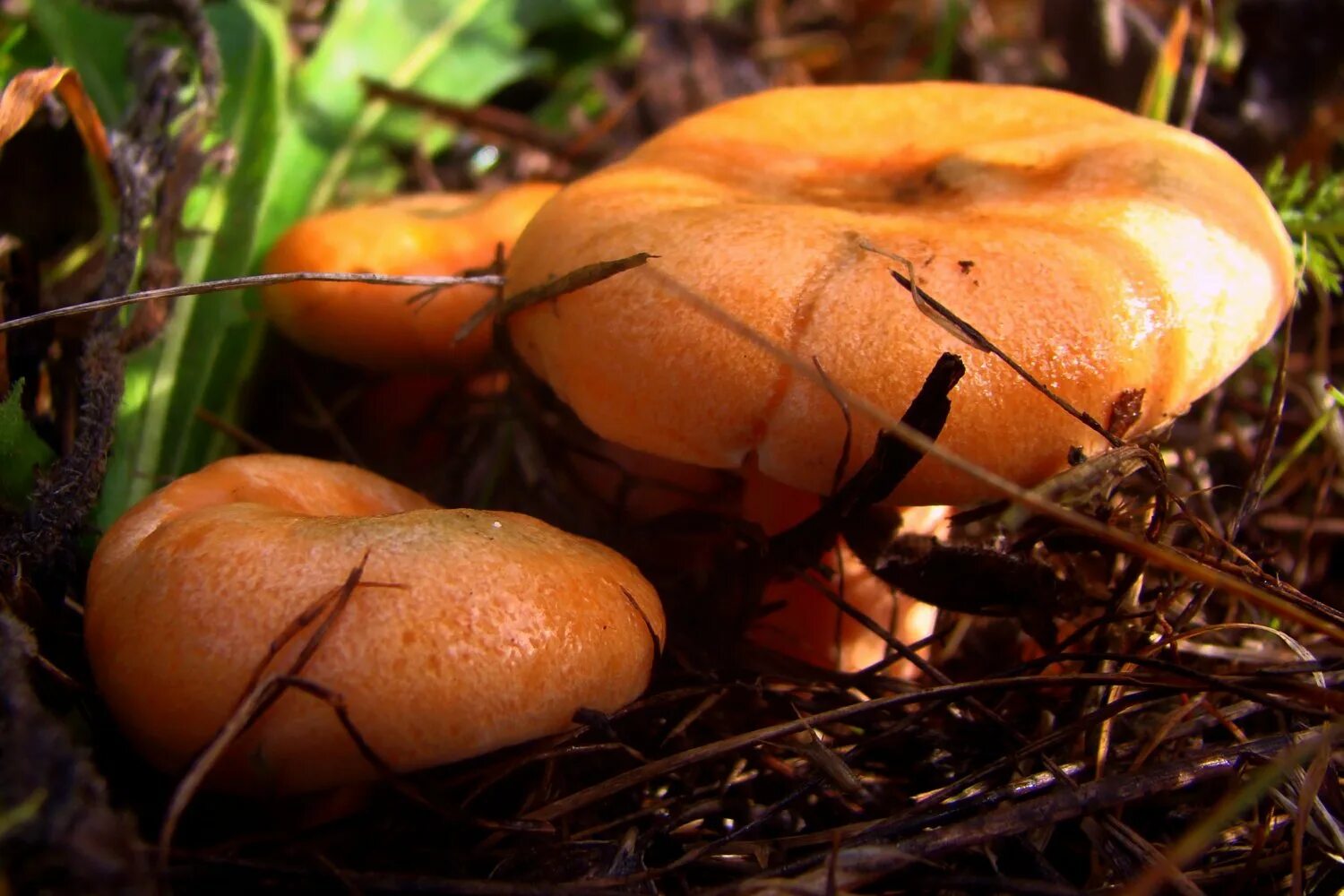 Рыжик Сосновый/Боровой (Lactarius deliciosus);. Рыжики грибы. Царский гриб Рыжик. Осенние грибы рыжики. Осень рыжики