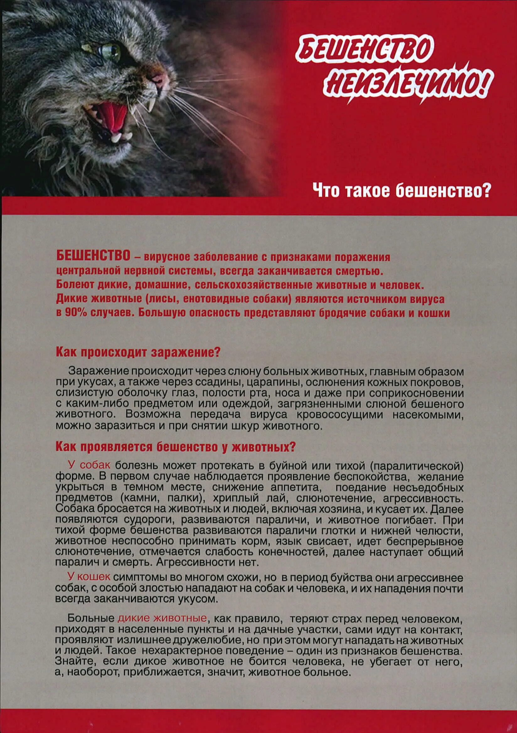 Инфекционные болезни кошек. Кот при мочекаменной болезни. Болезни породистых кошек. Причины болезней кошки. Инфекционные заболевания кошек.