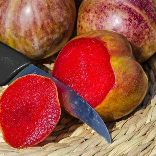 Плумкот описание сорта фото отзывы: найдено 88 изображений