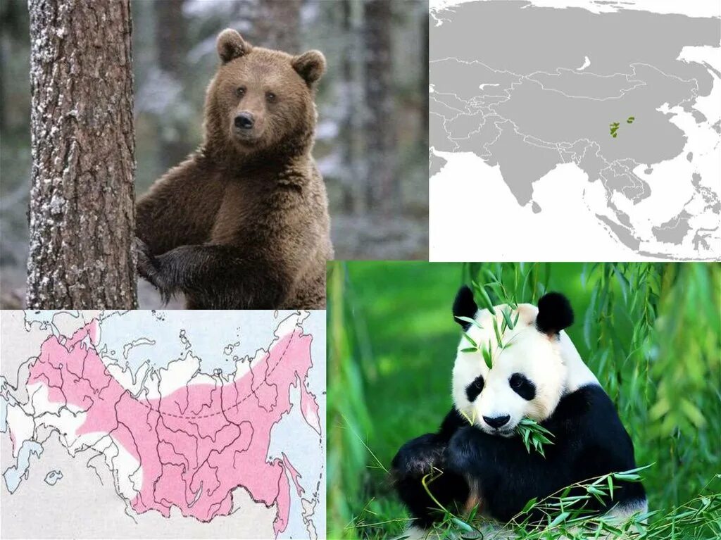 Ареал презентация. Ареалы обитания животных. Полярная сова ареал обитания. Ареал презентация. Areal.