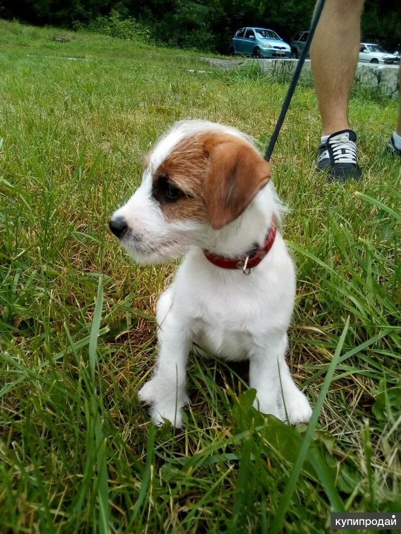 Джек рассел терьер брокен щенки фото Leere rutschen Campus jack russell terrier size Vordertyp Vergeltung Pakistan