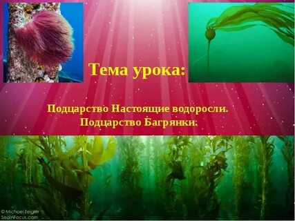 Биология 7 класс подцарство