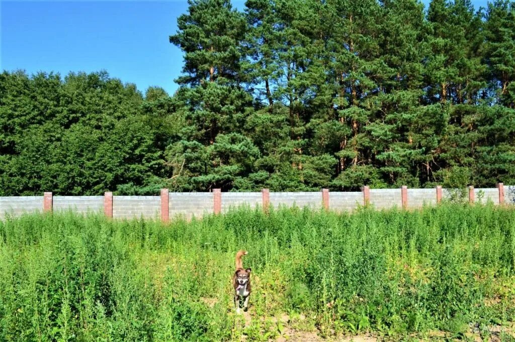 Участок без москва. Красная горка (городской округ Мытищи). Участки в Москве. Деревня красная горка Московская область. Мытищинский район дер. красная горка,ул. Озерная,13.