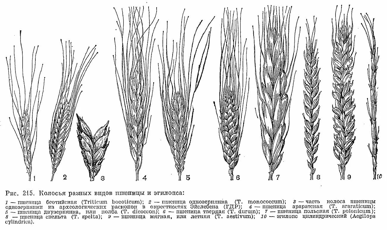 Структура Колоса озимой пшеницы. Строение Колоса хлебных злаков. Строение колоска злака. Строение Колоса озимой пшеницы. Какие виды пшеницы вы знаете