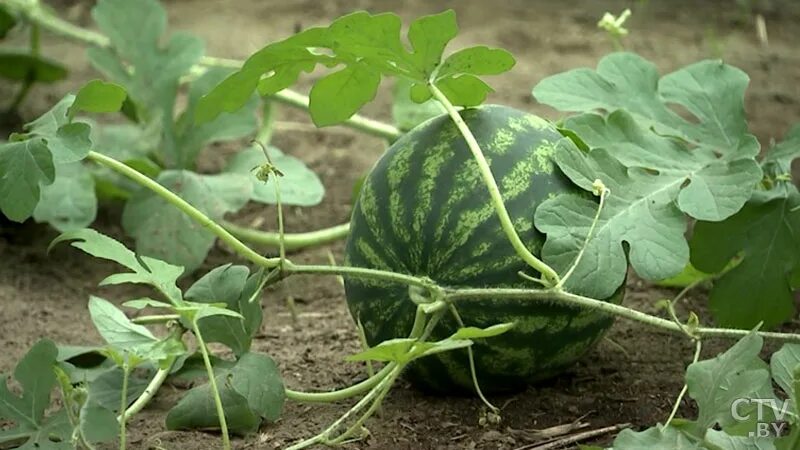 какие сейчас есть грибы в лесу на октябрь. господдержка на выращивание картофеля. грядки для клубники. селекция лен долгунец. маленький куст конопли.