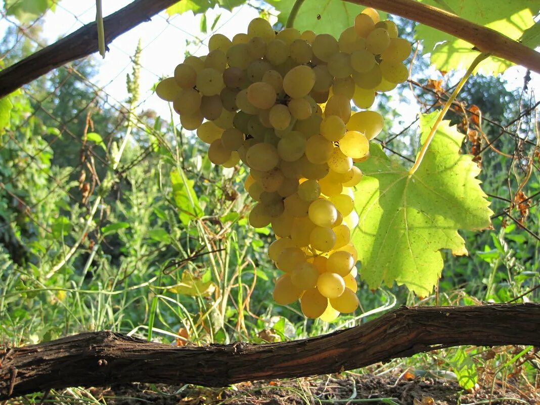 Кишмиш фото. Виноград кишмиш запорожский. Виноград голден кишмиш. Аттика кишмиш. Виноград кишмиш.