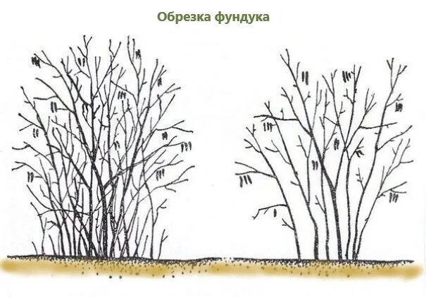 Схема обрезки грецкого ореха весной. Формировка лещины. Обрезка фундука весной. Обрезка фундука осенью. Лещина обыкновенная формировка.