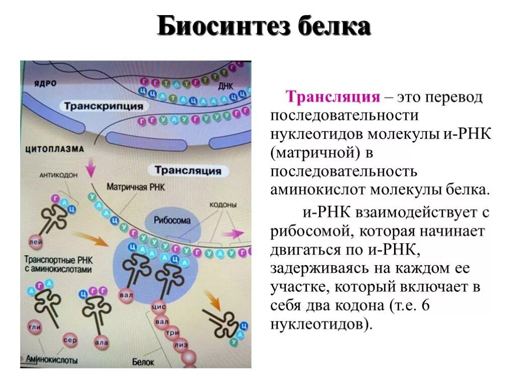 Синтез белков ядра происходит в. Трансляция этапы синтеза белка. Этапы трансляции биосинтеза белка. Трансляция Биосинтез белка схема. Что происходит на этапе трансляции в биосинтезе белка.