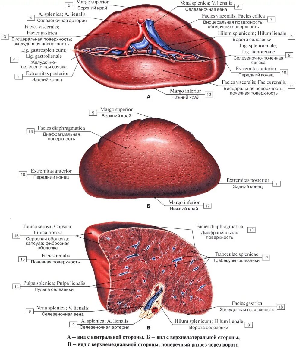 Для селезенки характерно. Анатомия селезёнки селезёнки. Селезенка медунивер. Поверхности селезенки анатомия. Висцеральная поверхность селезенки.
