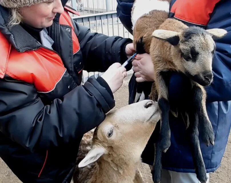 Ягнята прививки. Ветеринария в сельском хозяйстве. Брадзот овец вакцина. Ягнята прививки. Вакцинация сельхоз животных.