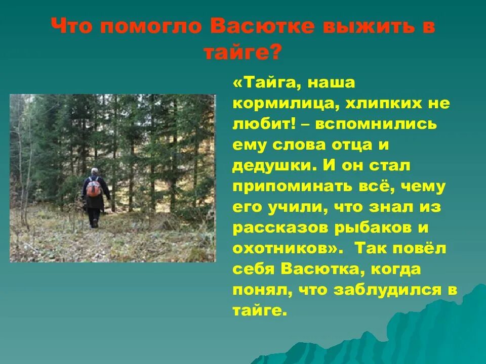 Зачем васютка отправился в тайгу из рассказа. Сочинение о тайге. Что помогло Васютке выжить в тайге. План выживания в тайге. Сочинение на тему Тайга.