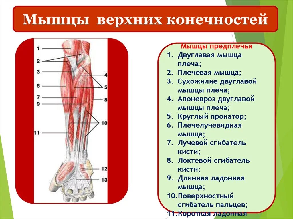 Мышцы конечностей служат для. Апоневроз двуглавой мышцы плеча. мышцы предплечья длинная ладонная мышца. мышцы верхних конечностей человека. сухожилие двуглавой мышцы предплечья.