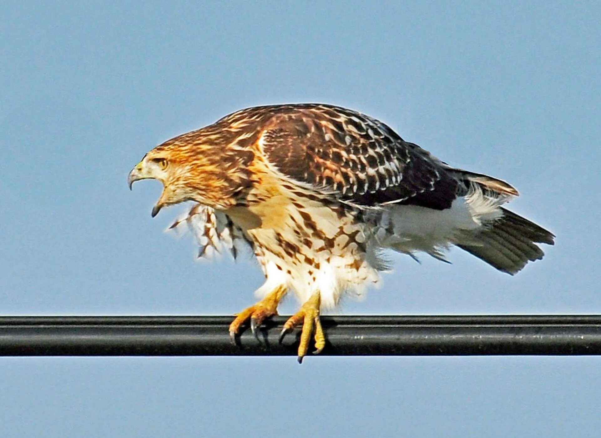Ястреб перепелятник самец. Ястреб времени. Двуцветный ястреб. Ястреб-тетеревятник. Ястреб времени.