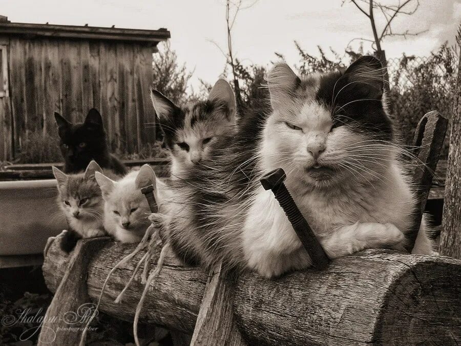 Ни коты. Ни коты