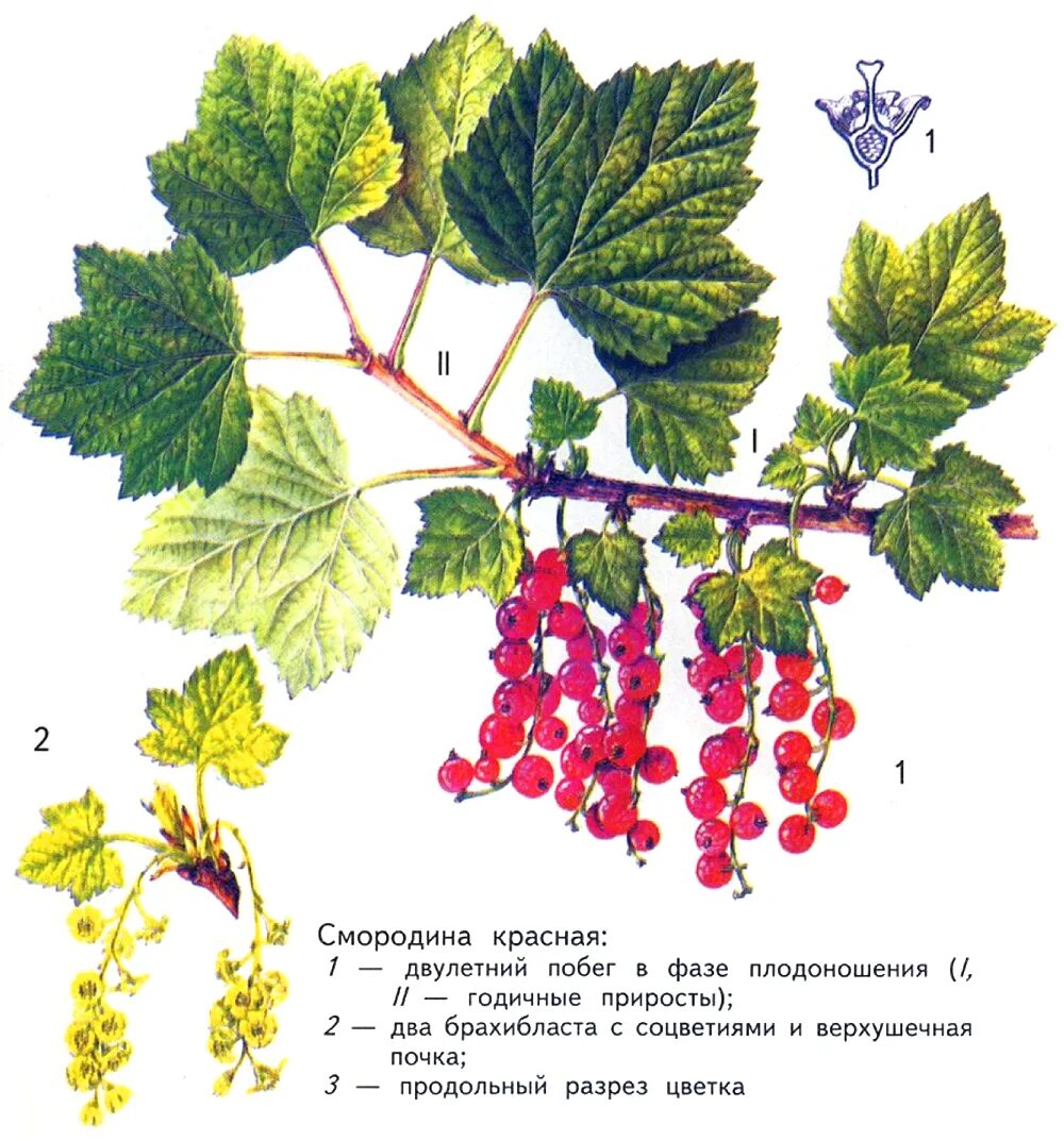 Части крыжовника. Строение красной смородины. Строение плода красной смородины. Листья красной смородины. Плодоножка красной смородины.