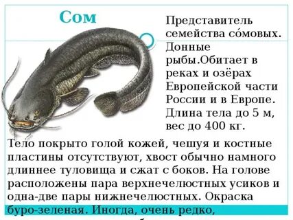Описать рыб