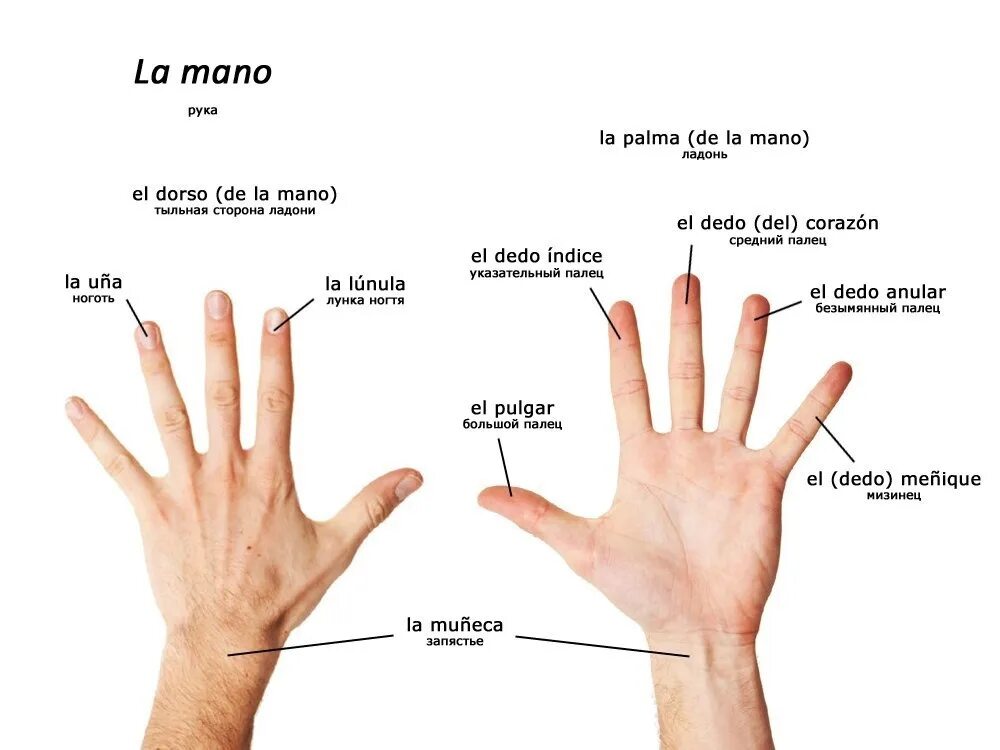 Название плаьцов. Названия пальцев на испанском. Названия пальцев на английском языке. Кости на испанском языке.