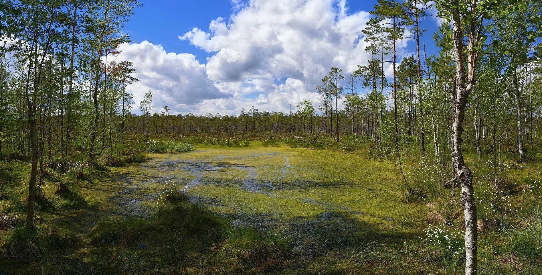 плоскобугристое болото. переходные (мезотрофные) болота. болотистый болотный. дарвинский заповедник торфяные острова. ближнее болото.