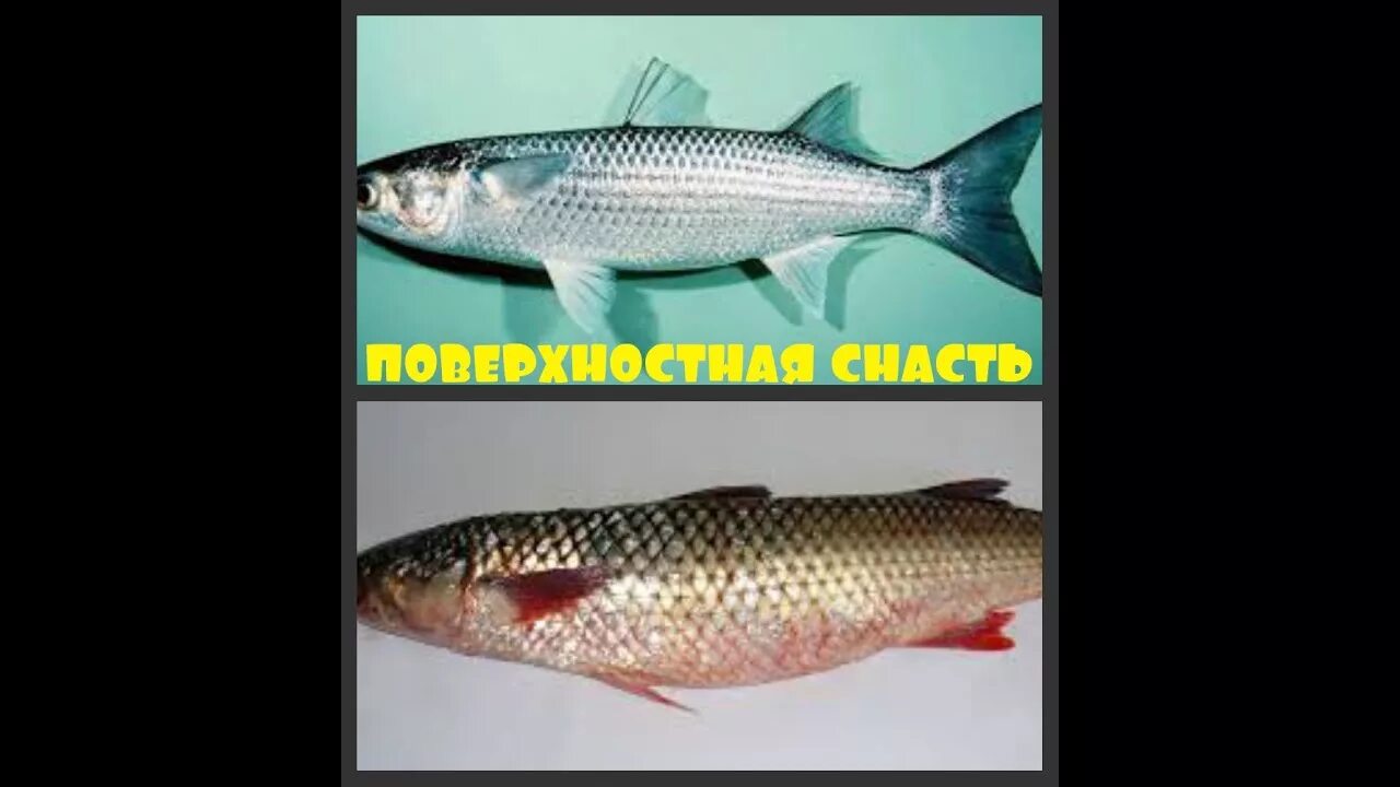 Пеленгас рыба. Отличие кефали. Отличие кефали. Кефаль пеленгас отличия. Кефаль черноморская.