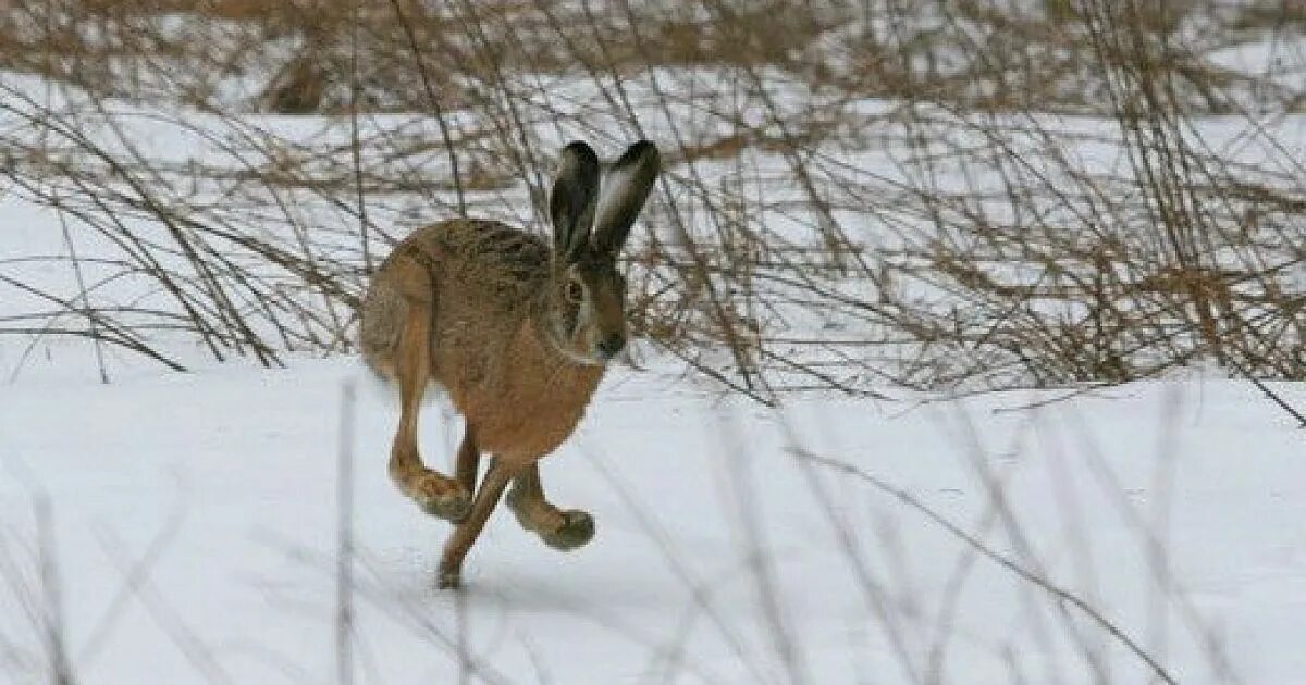 Заяц Русак охота зимой. Заяц в ластах