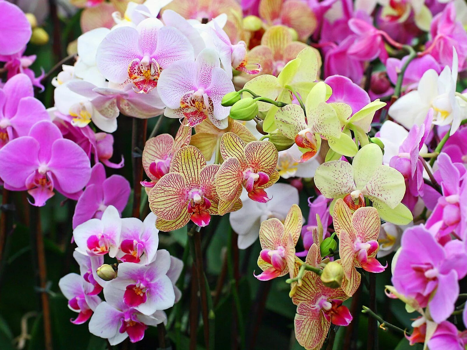 Victoria orchid. Victoria orchid