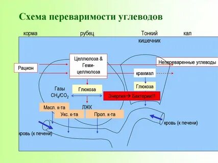 Какие функции выполняют микроорганизмы в рубце жвачных